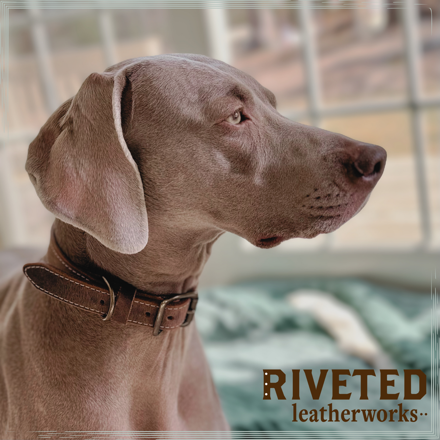 Custom Leather Dog Collar